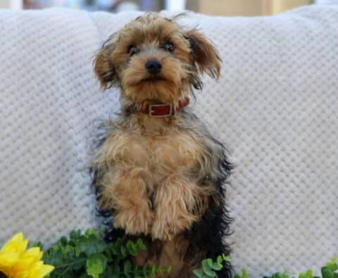 Tootsie Yorkie