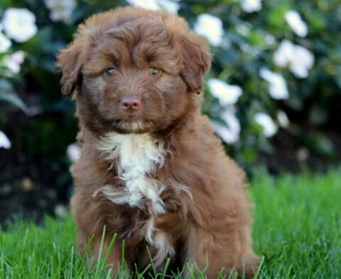 Tori Mini Aussiedoodle2