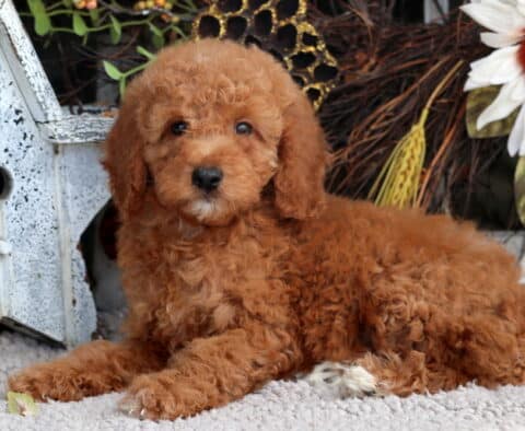 Tori Mini Goldendoodle