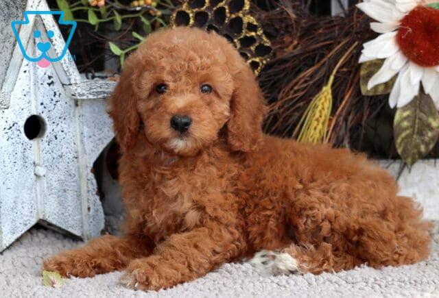 Tori Mini Goldendoodle image