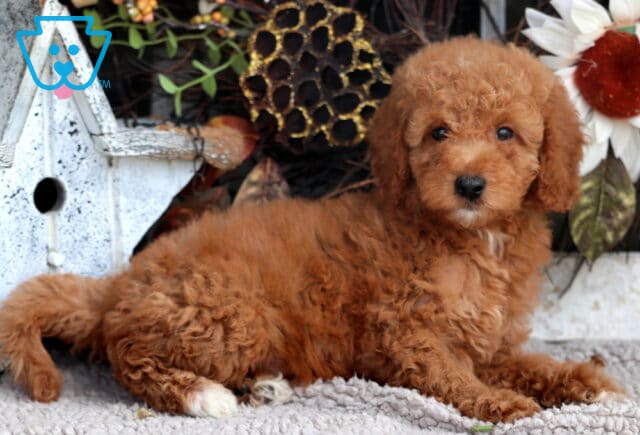 Tori Mini Goldendoodle2 image
