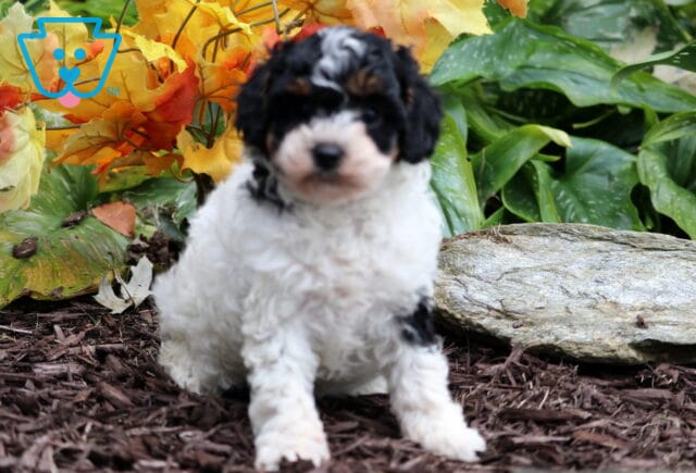 Tri-colored Mini Poodle puppy with curly black, white, and tan fur sitting on mulch in front of autumn leaves and greenery. image