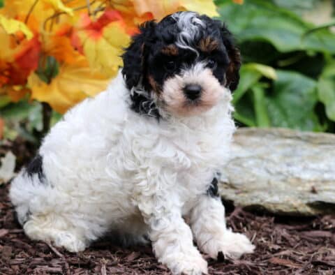 Curly tri-color Mini Poodle puppy with black, white, and tan markings sitting on mulch near a rock, surrounded by fall leaves and green plants.