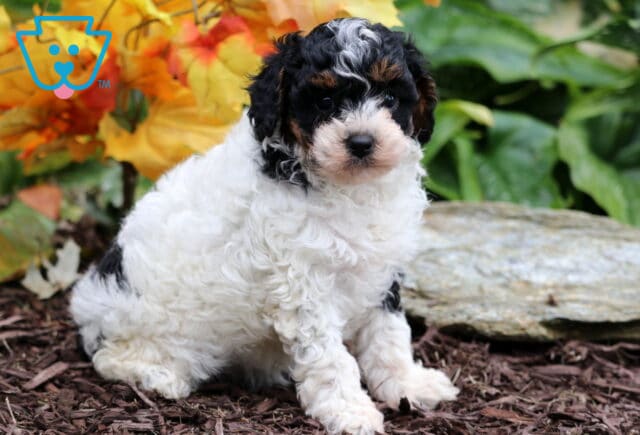 Curly tri-color Mini Poodle puppy with black, white, and tan markings sitting on mulch near a rock, surrounded by fall leaves and green plants. image