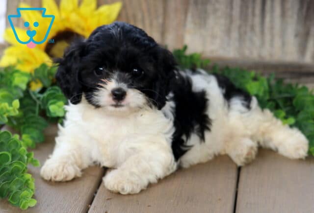 Fluffy black and white Cavachon puppy with curly fur lying down on a wooden deck, looking sweetly at the camera with a sunflower and greenery in the background. image
