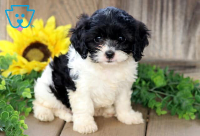 Fluffy black and white Cavachon puppy with curly fur sitting on a wooden deck, gazing up sweetly with a sunflower and greenery in the background. image