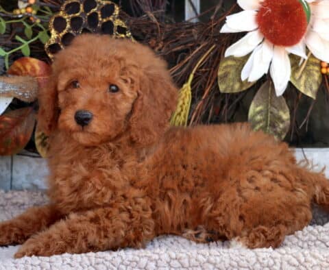 Toto Mini Goldendoodle