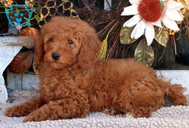 Toto Mini Goldendoodle image