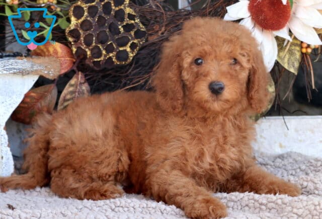 Toto Mini Goldendoodle2 image