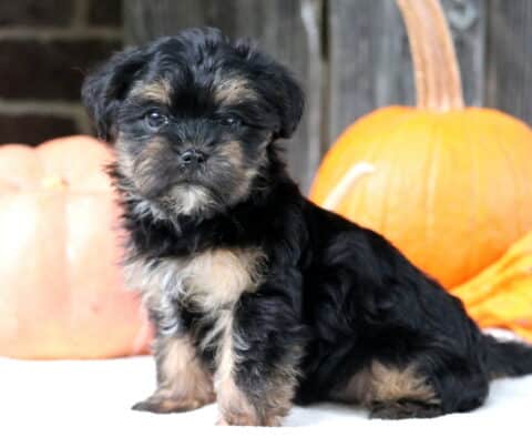 Trixie Shorkie