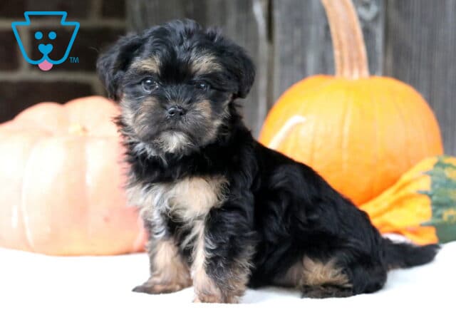 Black and tan Shorkie puppy with a fluffy coat sitting in front of orange pumpkins, looking calm and adorable with bright, shiny eyes. image
