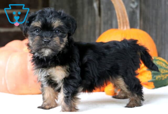 Adorable black and tan Shorkie puppy standing in front of pumpkins, showing off its fluffy coat and curious little face. image