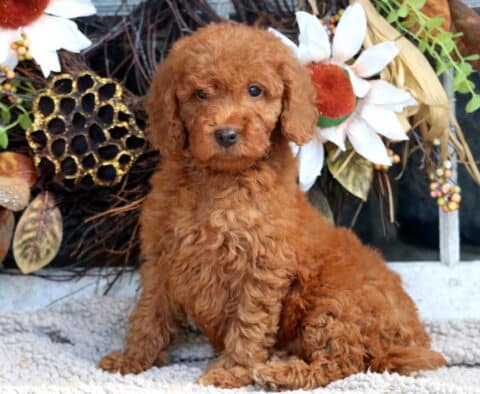 Tucker Mini Goldendoodle