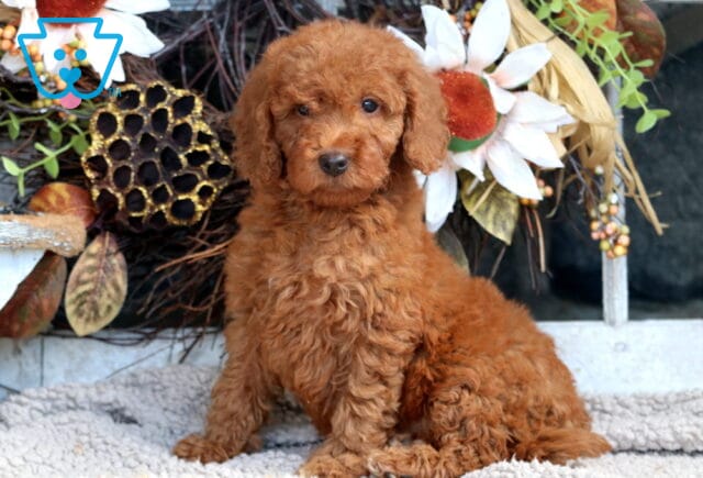Tucker Mini Goldendoodle image
