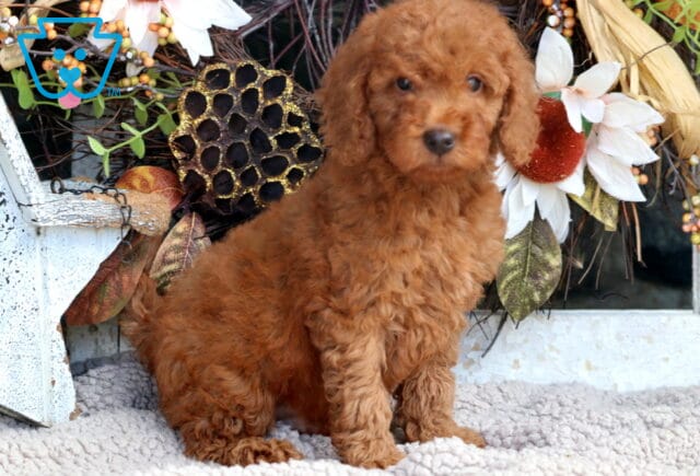 Tucker Mini Goldendoodle2 image
