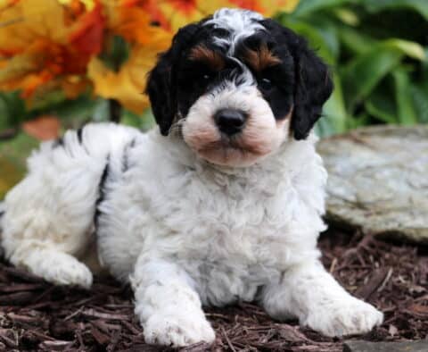 Curly tri-color Mini Poodle puppy with black, white, and tan markings lying on mulch in front of colorful fall leaves and green plants.