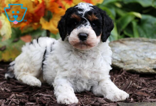 Curly tri-color Mini Poodle puppy with black, white, and tan markings lying on mulch in front of colorful fall leaves and green plants. image