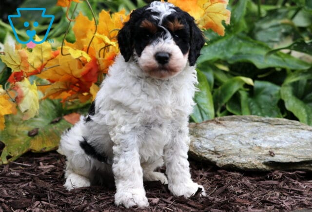 Cute tri-color Mini Poodle puppy with curly white, black, and tan coat sitting on mulch in front of colorful fall leaves and green foliage. image