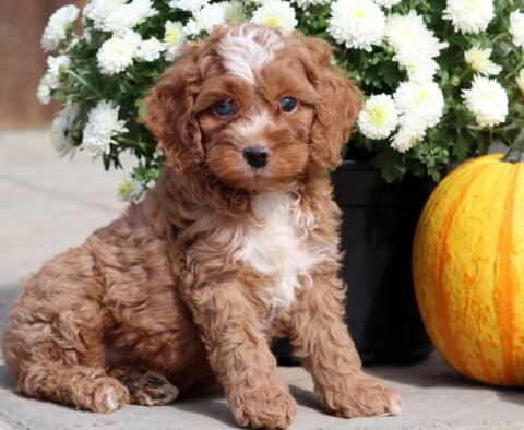 Turk Cockapoo