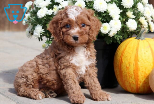 Playful Cockapoo puppy with curly reddish-brown fur, a white blaze on its face, and striking blue eyes sitting beside pumpkins and white mums. image