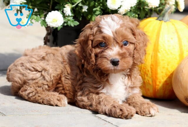 Curly Cockapoo puppy with reddish-brown fur, white chest, and bright blue eyes lying on stone near pumpkins and mums. image