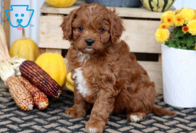 Tweey Cavapoo image
