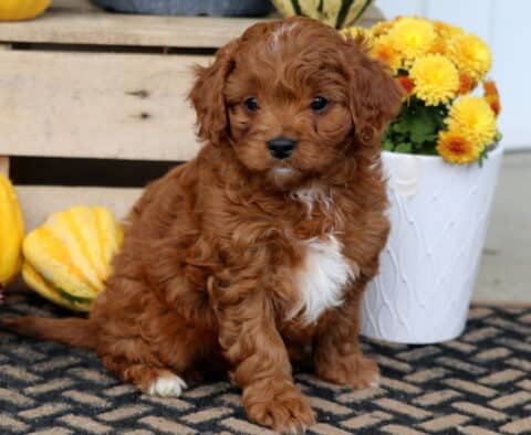 Tweey Cavapoo2 Tweey Cavapoo2