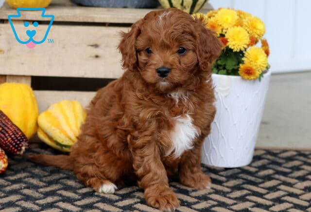 Tweey Cavapoo2 image