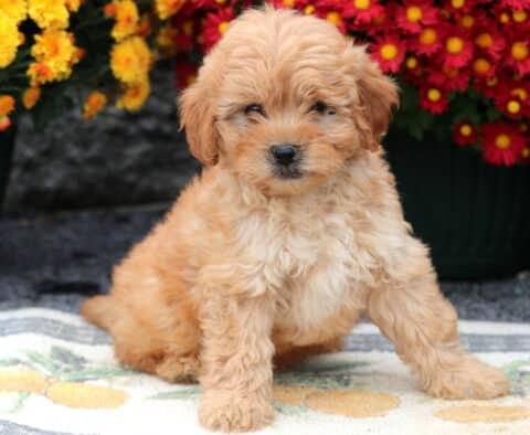 Twigs Cavapoo