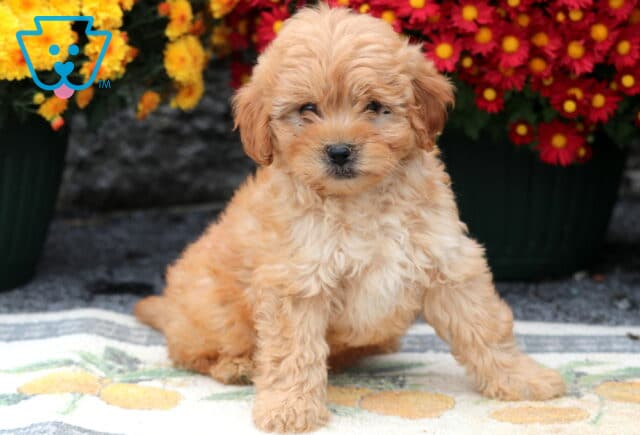 Twigs Cavapoo image