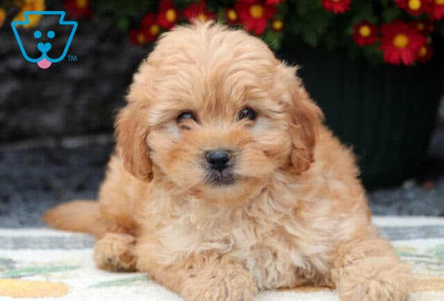 Twigs Cavapoo2 image