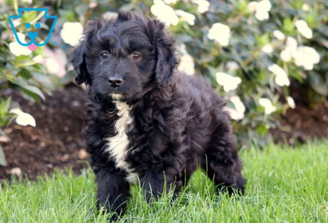 Twigs Mini Aussiedoodle image