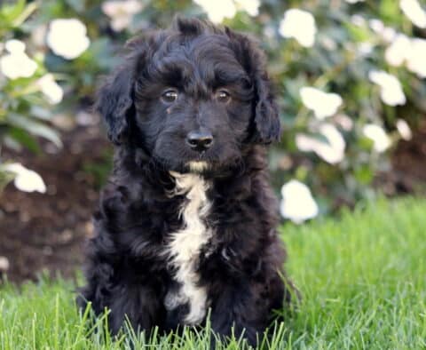 Twigs Mini Aussiedoodle2