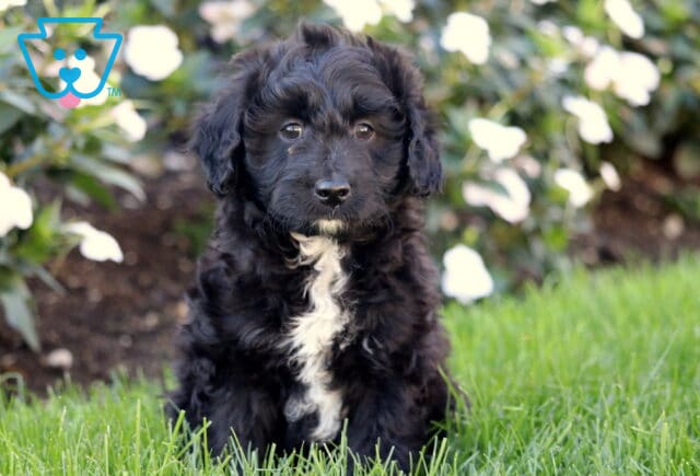 Twigs Mini Aussiedoodle2 image