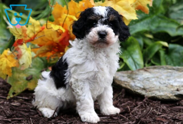 Adorable tri-color Mini Poodle puppy with curly black, white, and tan fur sitting on mulch in front of autumn leaves and green plants. image