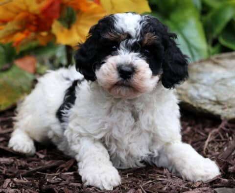 Sweet tri-color Mini Poodle puppy lying on mulch with curly black, white, and tan fur in front of bright autumn leaves and greenery.