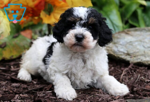 Sweet tri-color Mini Poodle puppy lying on mulch with curly black, white, and tan fur in front of bright autumn leaves and greenery. image