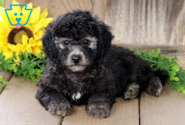 Curly-haired black and gray Bichpoo puppy with a fluffy coat and white chin patch lying on a wooden deck beside a bright sunflower and green leaves. image