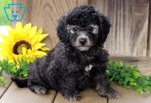 Fluffy black Bichpoo puppy with curly fur and light gray markings on its face, chest, and paws sitting on a wooden deck with a sunflower and greenery in the background. image
