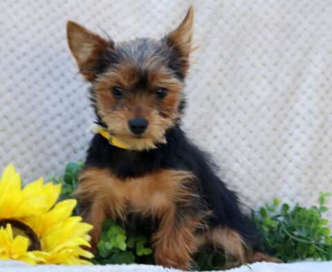 Twila Yorkie