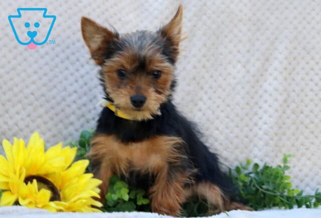 Twila Yorkie image