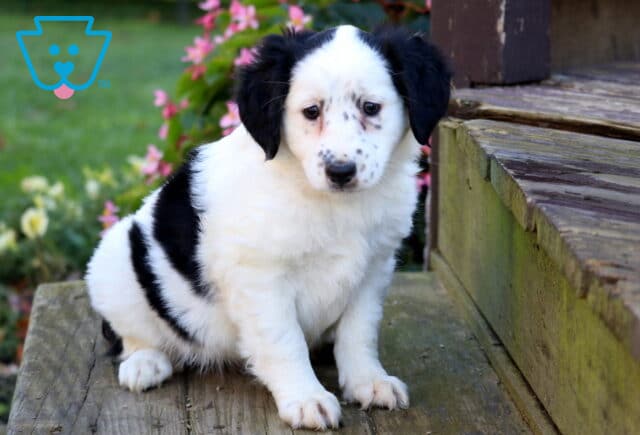 Twinkles Mini Australian Shepherd image
