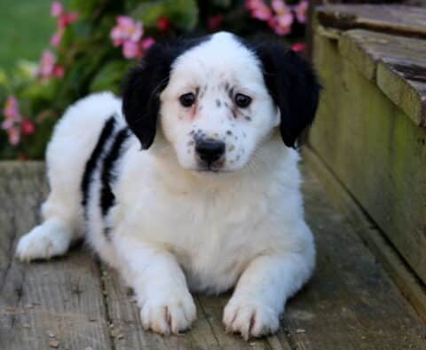 Twinkles Mini Australian Shepherd2
