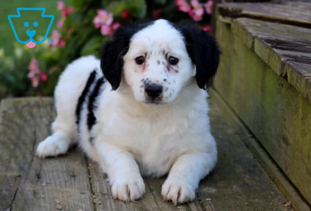 Twinkles Mini Australian Shepherd2 image