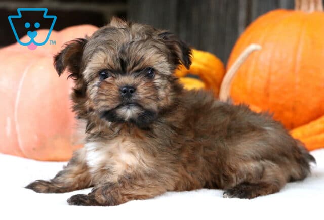 Twix Shorkie image