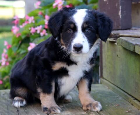 Tyson Mini Australian Shepherd