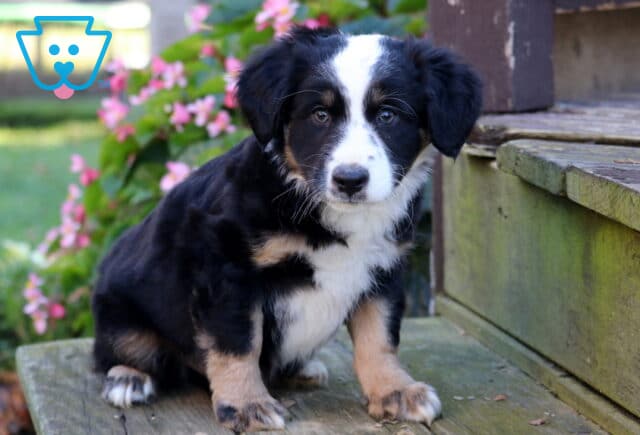 Tyson Mini Australian Shepherd image