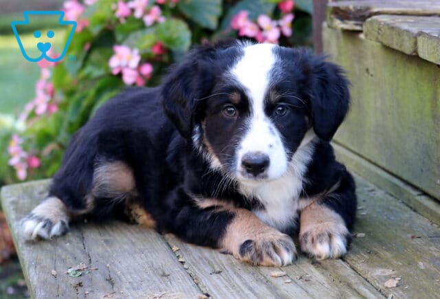 Tyson Mini Australian Shepherd2 image