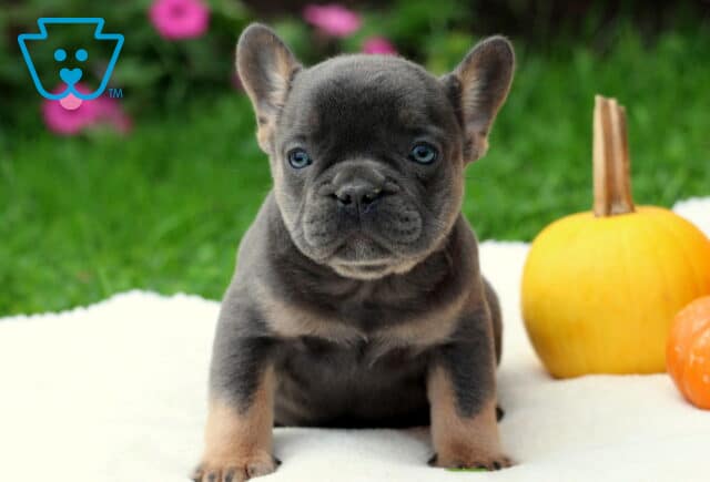 Ziggy Frenchie image