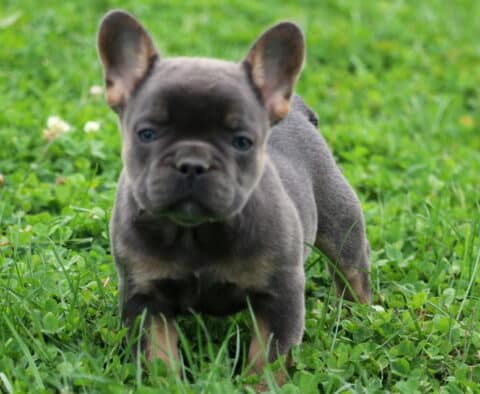 Ziggy Frenchie2